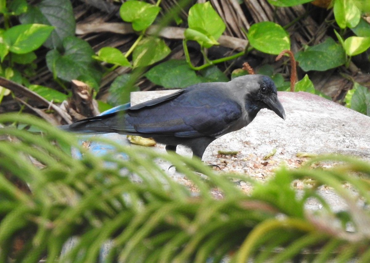 House Crow - Letitia Negulescu