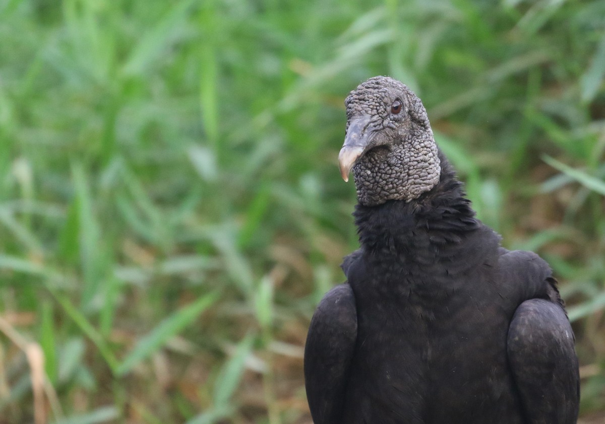 Black Vulture - ML200035691