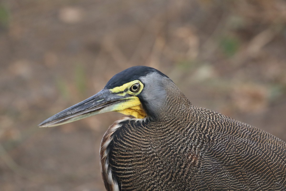 Bare-throated Tiger-Heron - ML200035851