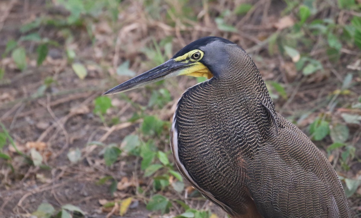 Bare-throated Tiger-Heron - ML200035891