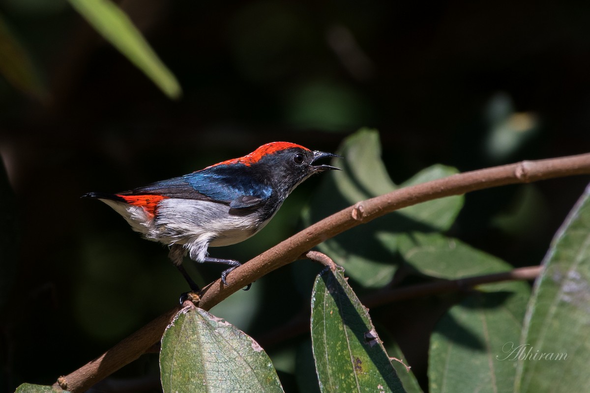 Scarlet-backed Flowerpecker - Abhiram Sankar