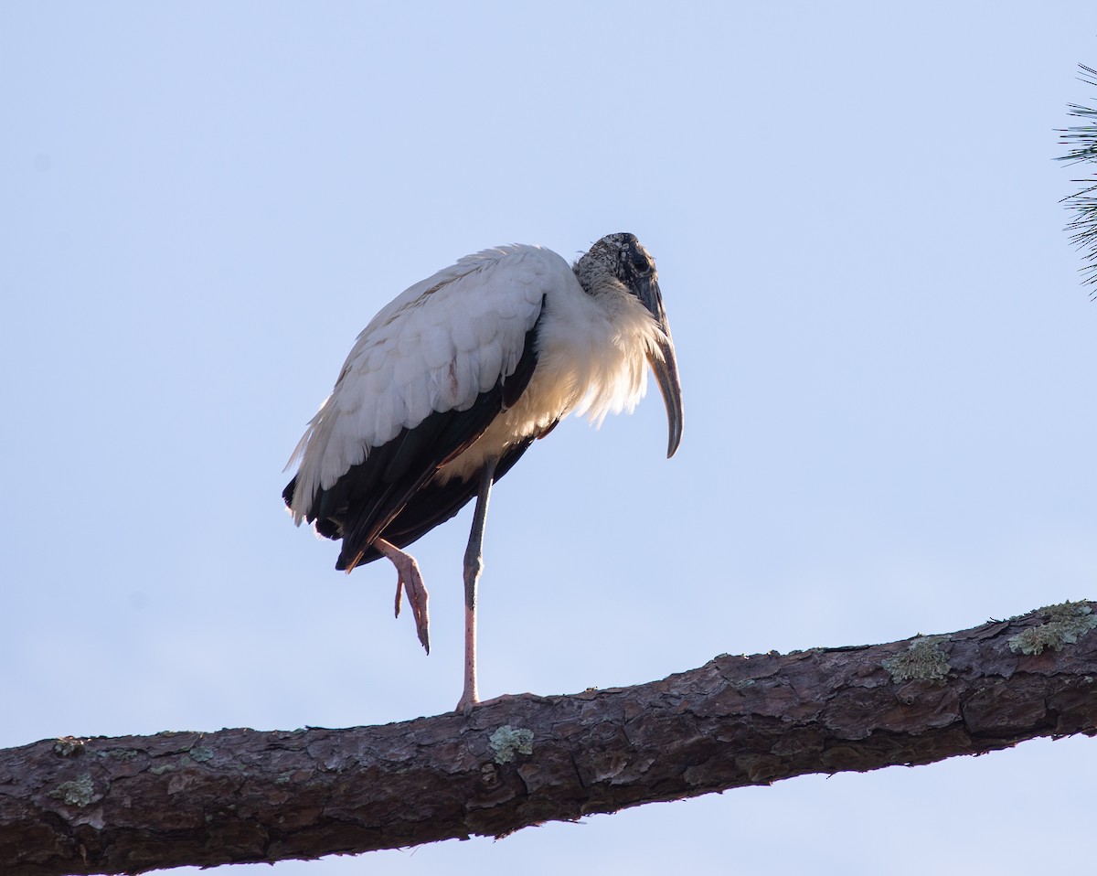 Wood Stork - Kathy Vitulano