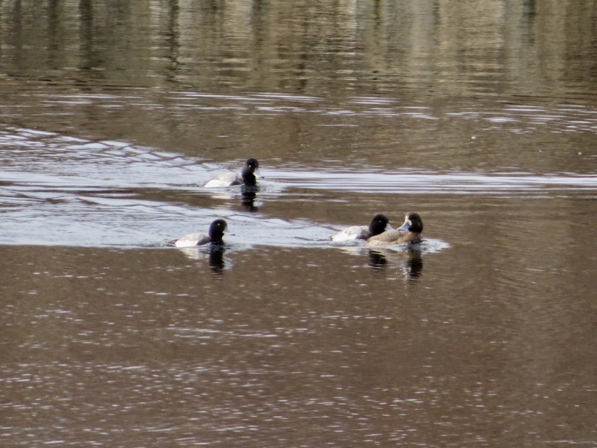 Greater Scaup - ML200036851