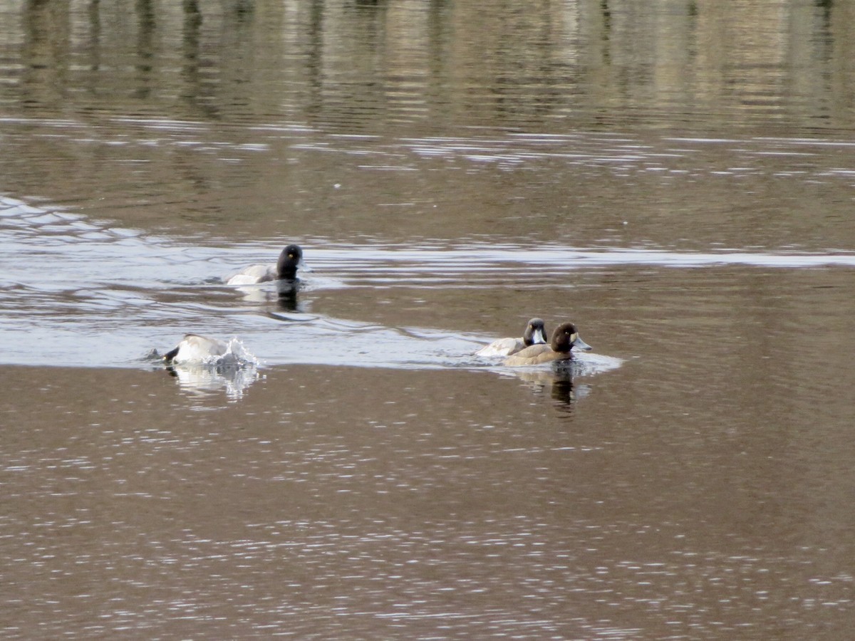 Greater Scaup - ML200036861