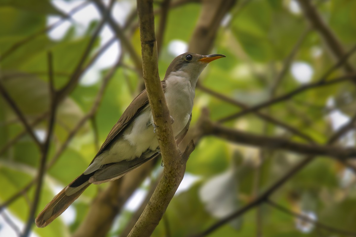 Pearly-breasted Cuckoo - Marcelo  Telles