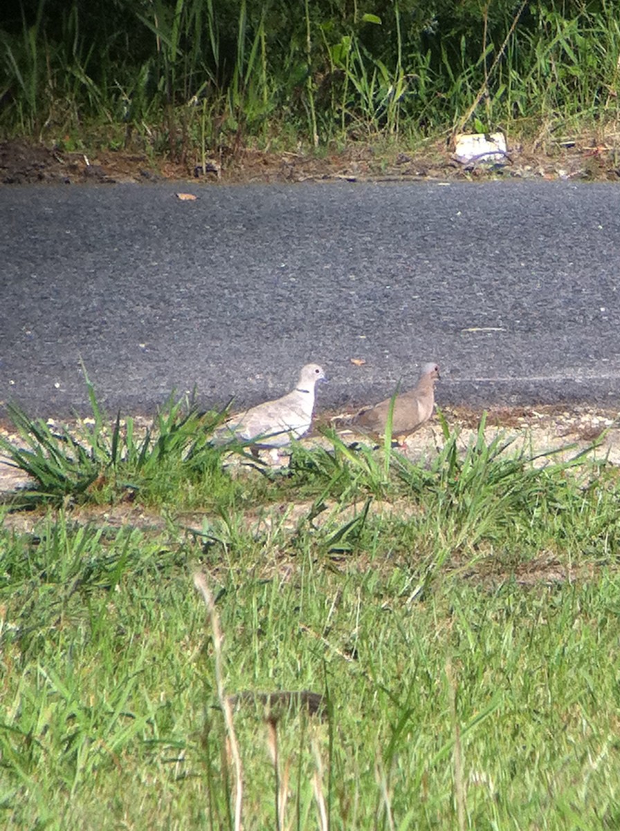 Eurasian Collared-Dove - ML200037651