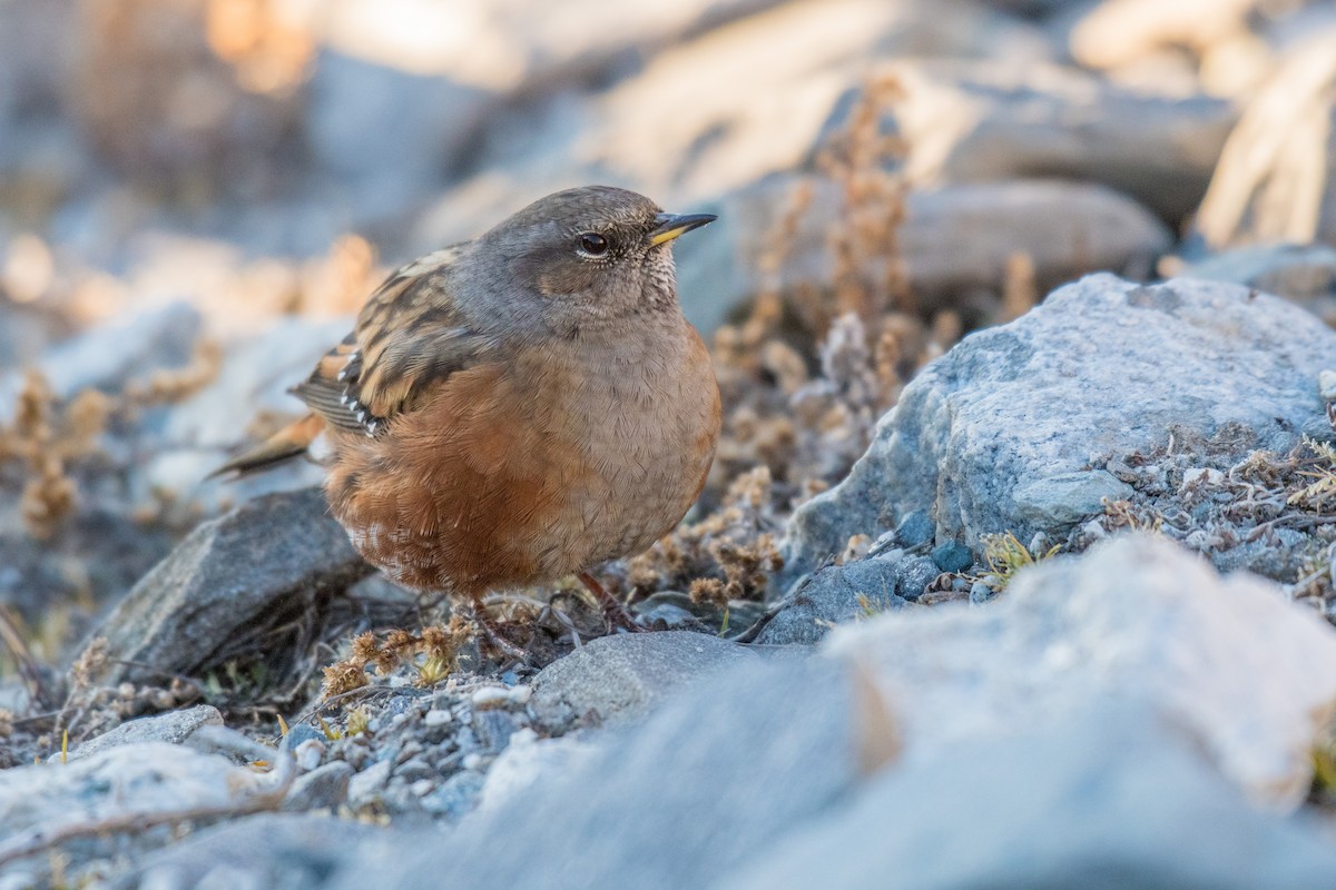 Alpine Accentor - Ian Hearn