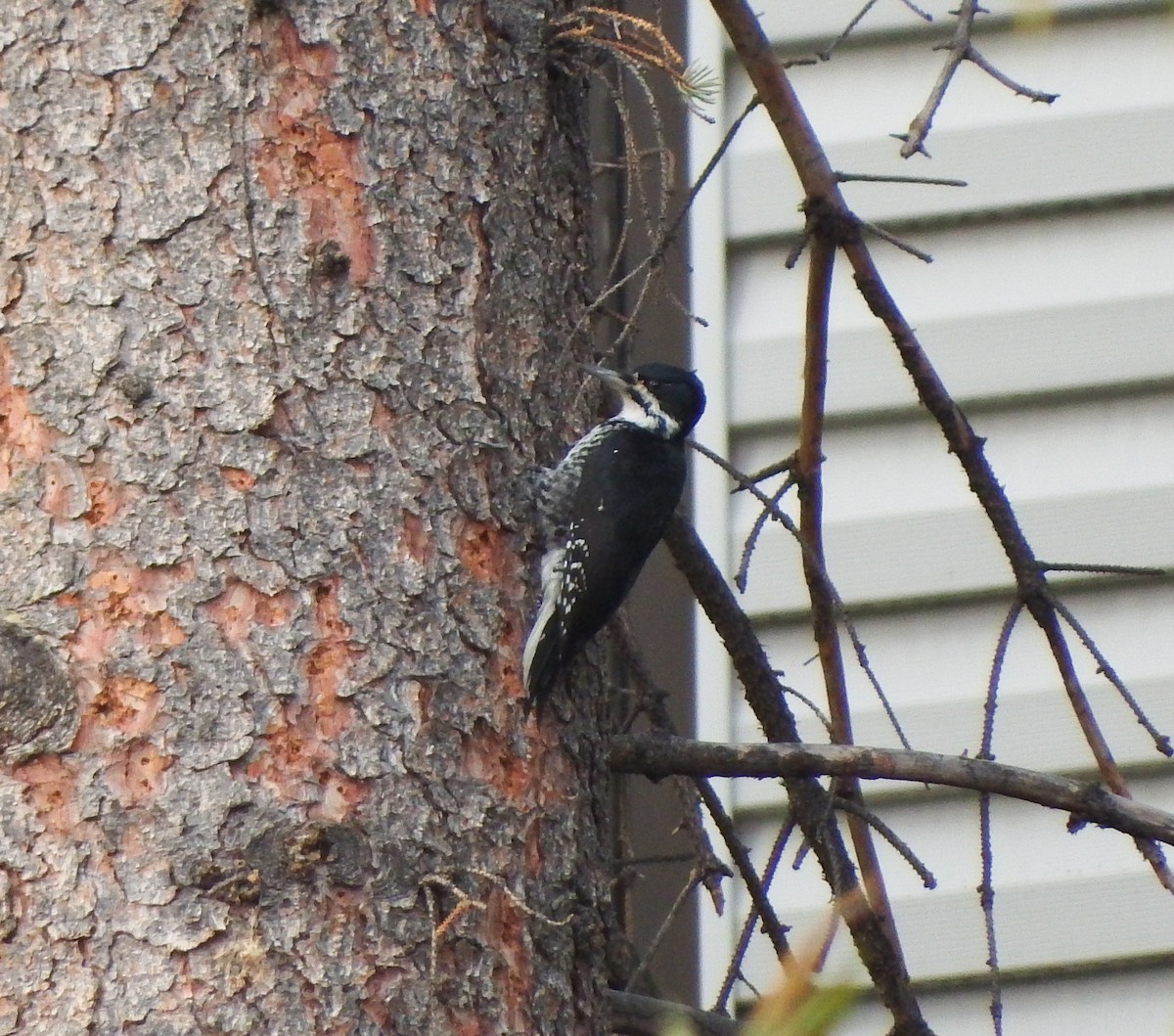 Black-backed Woodpecker - Nicholas Sly