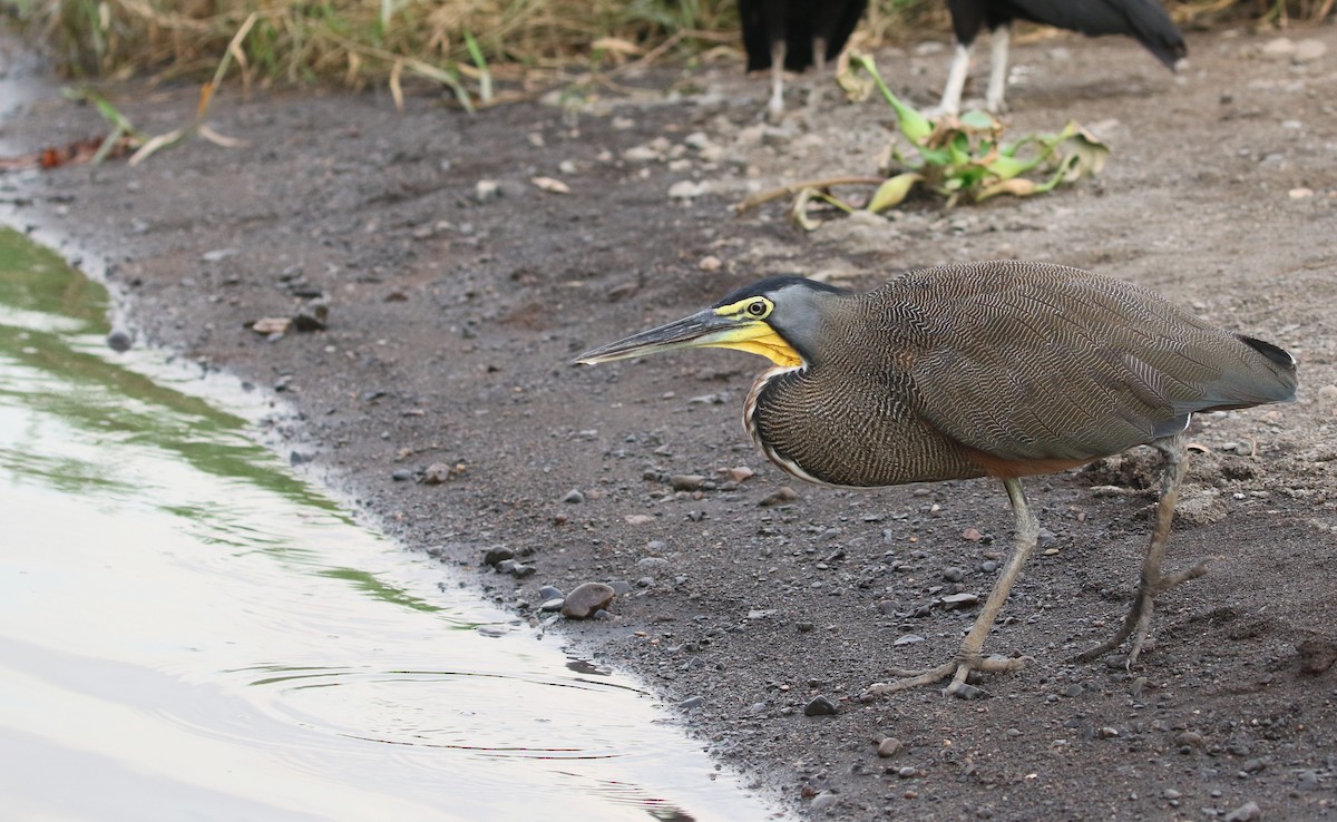 Bare-throated Tiger-Heron - ML200040241