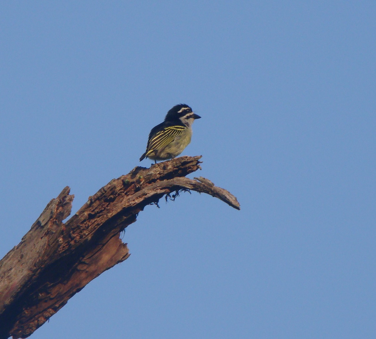 Küçük Maskeli Cüce Barbet - ML200040301