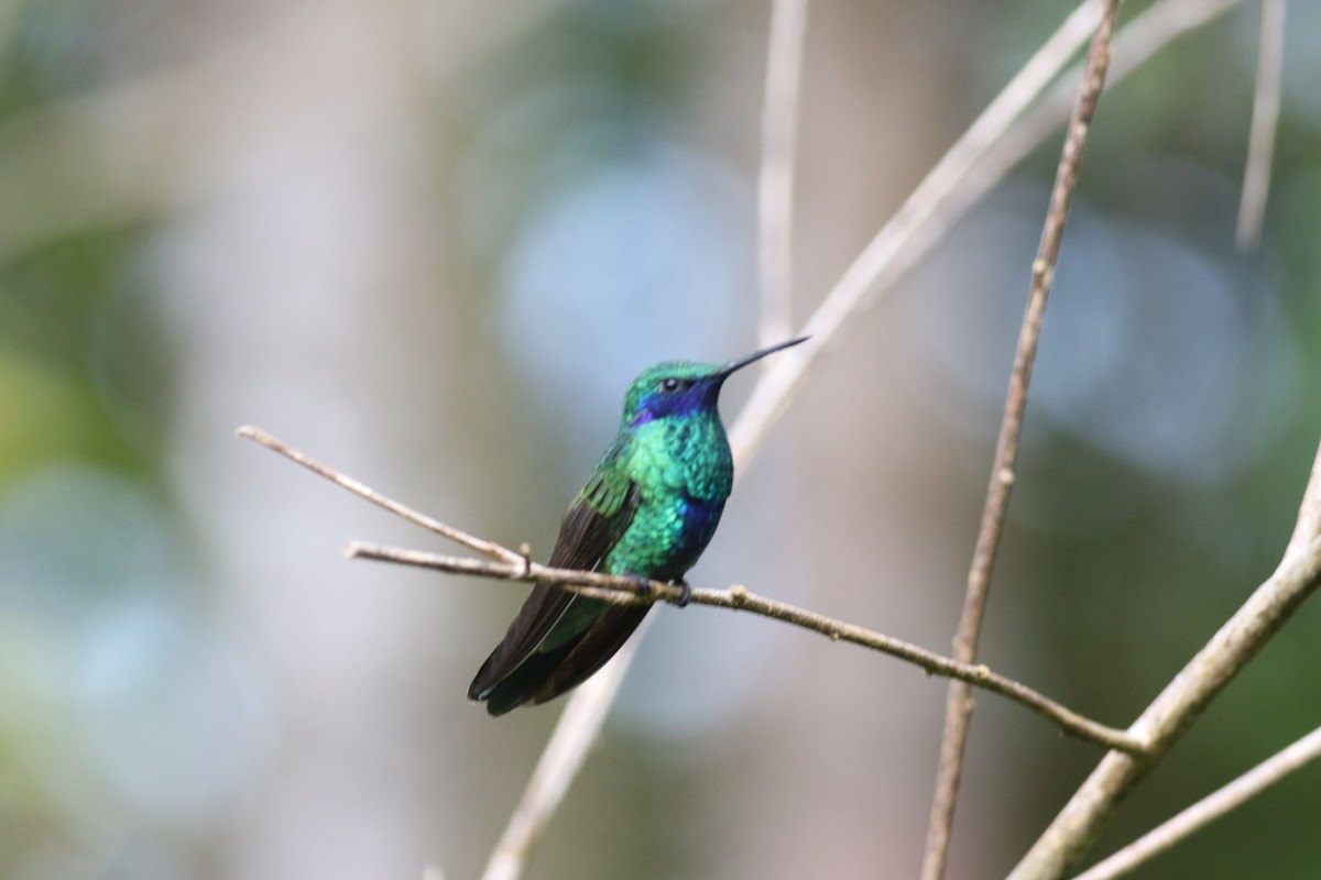 kolibřík modrolící - ML200041521