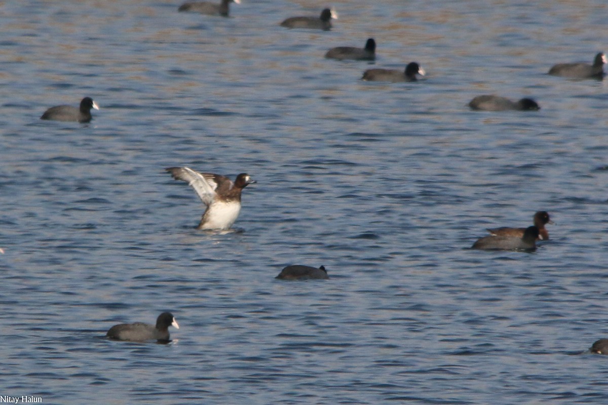 鳳頭潛鴨 - ML200041641