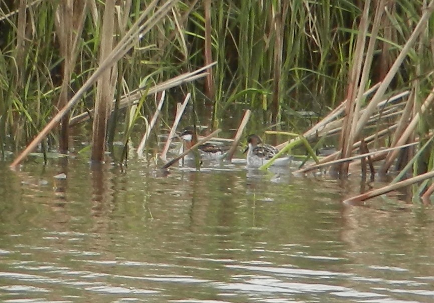 Red-necked Phalarope - ML200042101