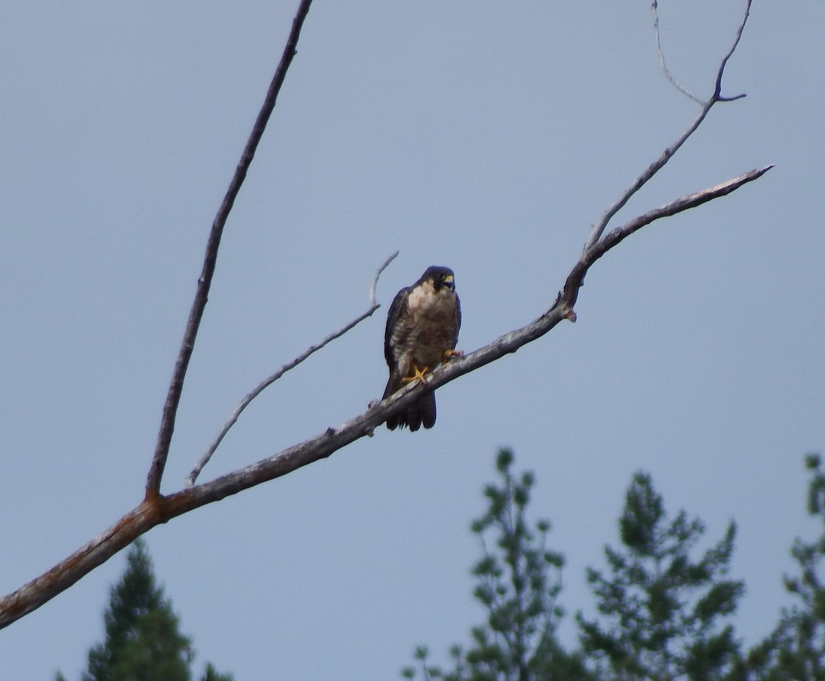 Peregrine Falcon - ML200042441