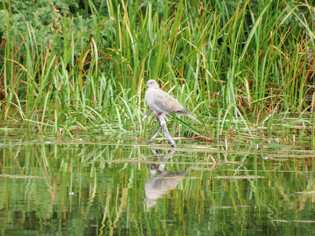 Eurasian Collared-Dove - ML200042571