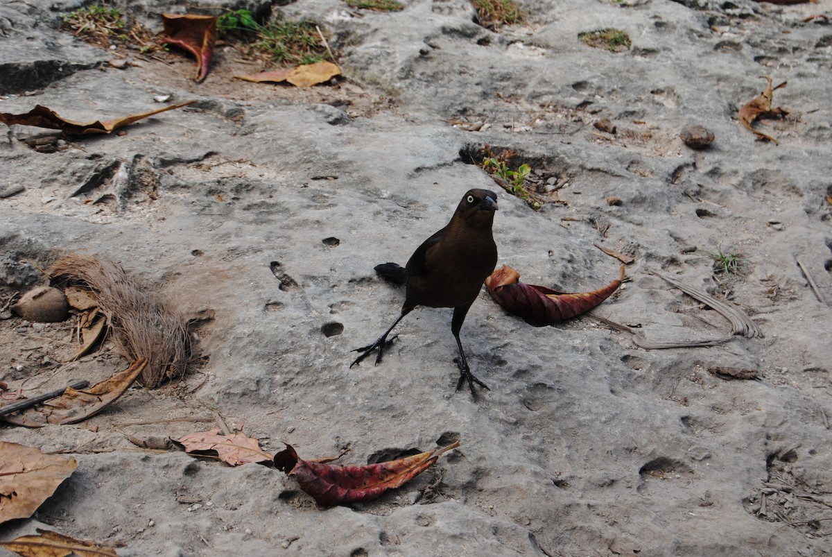 Great-tailed Grackle - ML200043311