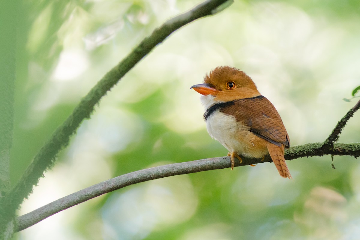 Collared Puffbird - Pablo  Cerqueira