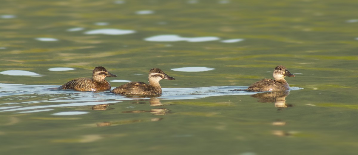 Lake Duck - Arthur Alves