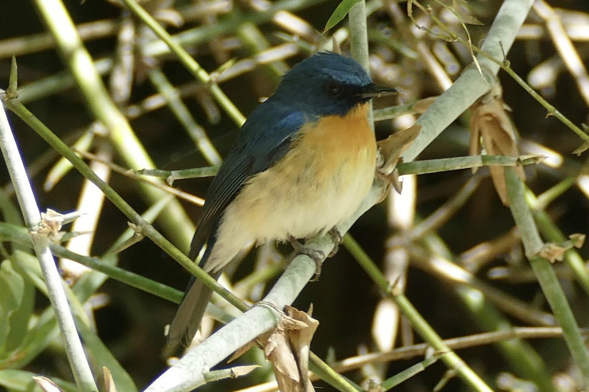 Tickell's Blue Flycatcher - ML200046651