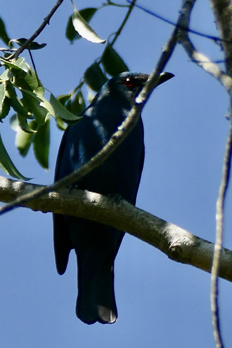 Asian Fairy-bluebird - ML200047331