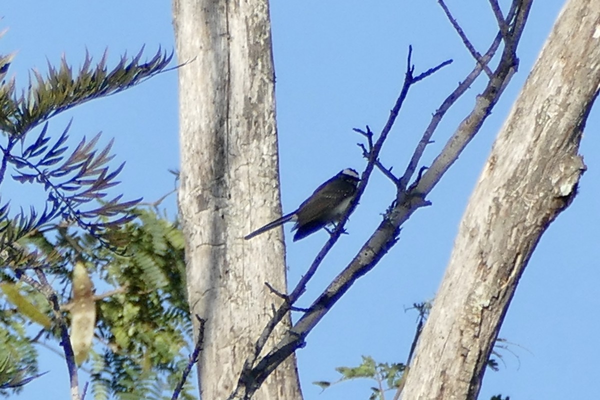 White-browed Fantail - ML200047451