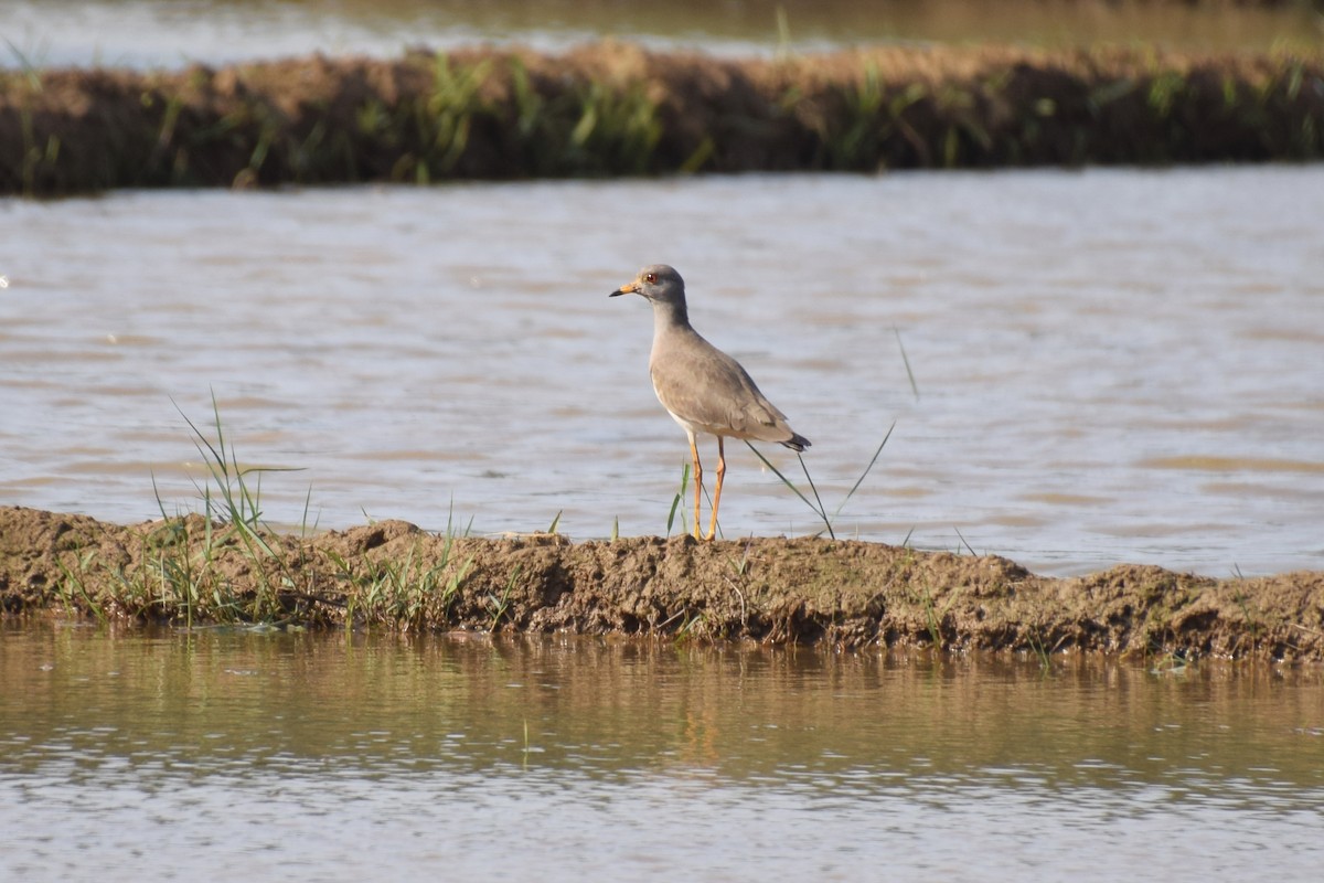 Gray-headed Lapwing - Harish Babu M