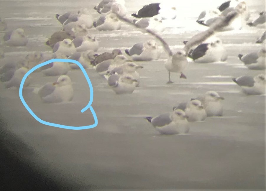 Iceland Gull - ML200049741