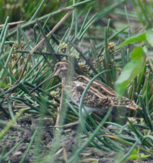 Common Snipe - Srinivas Mallela