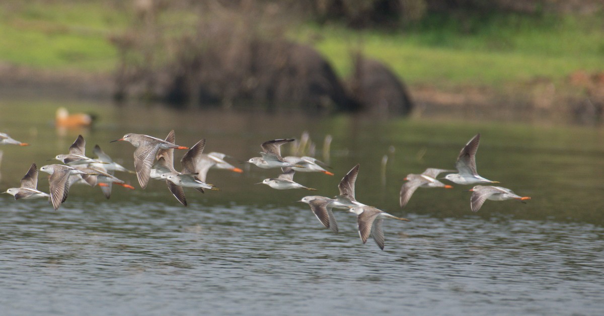 Common Redshank - ML200053461