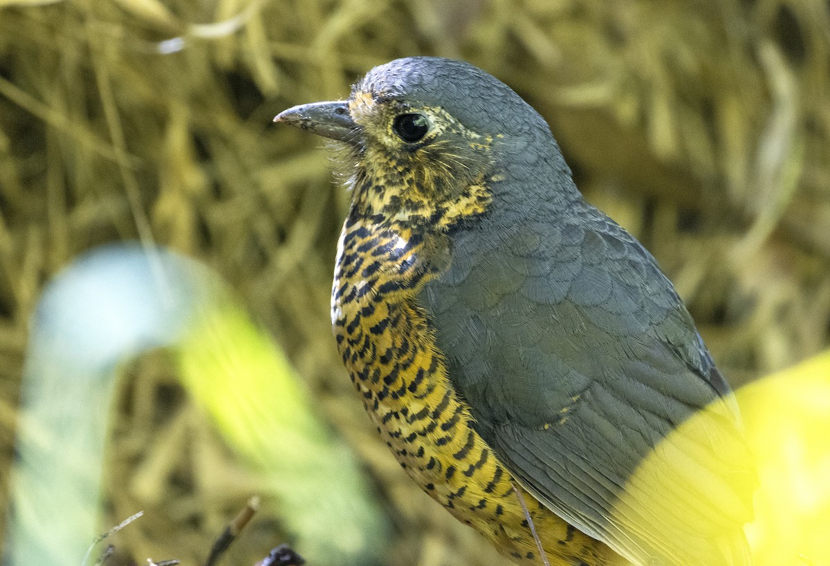 Undulated Antpitta - ML200053931