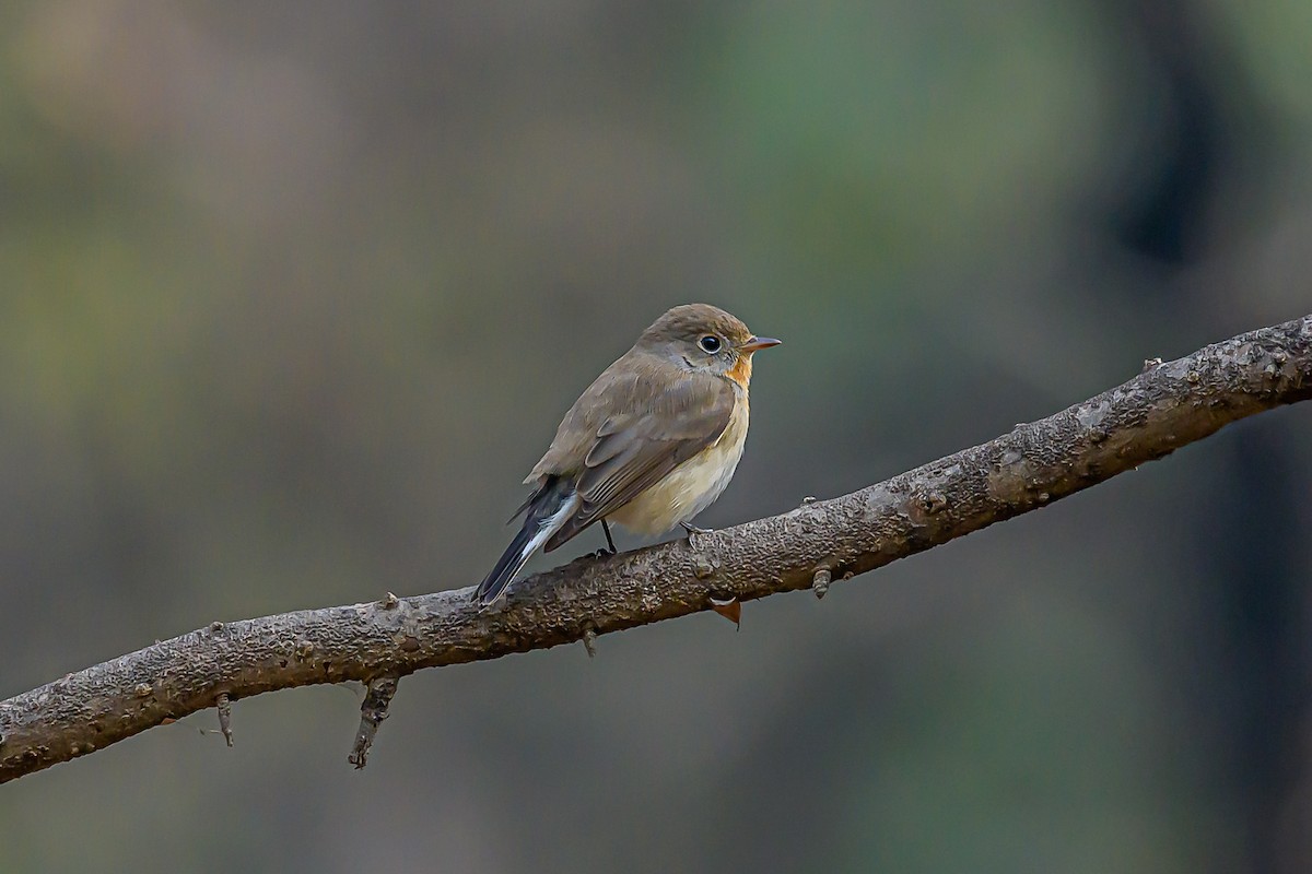 Red-breasted Flycatcher - Nitin Chandra