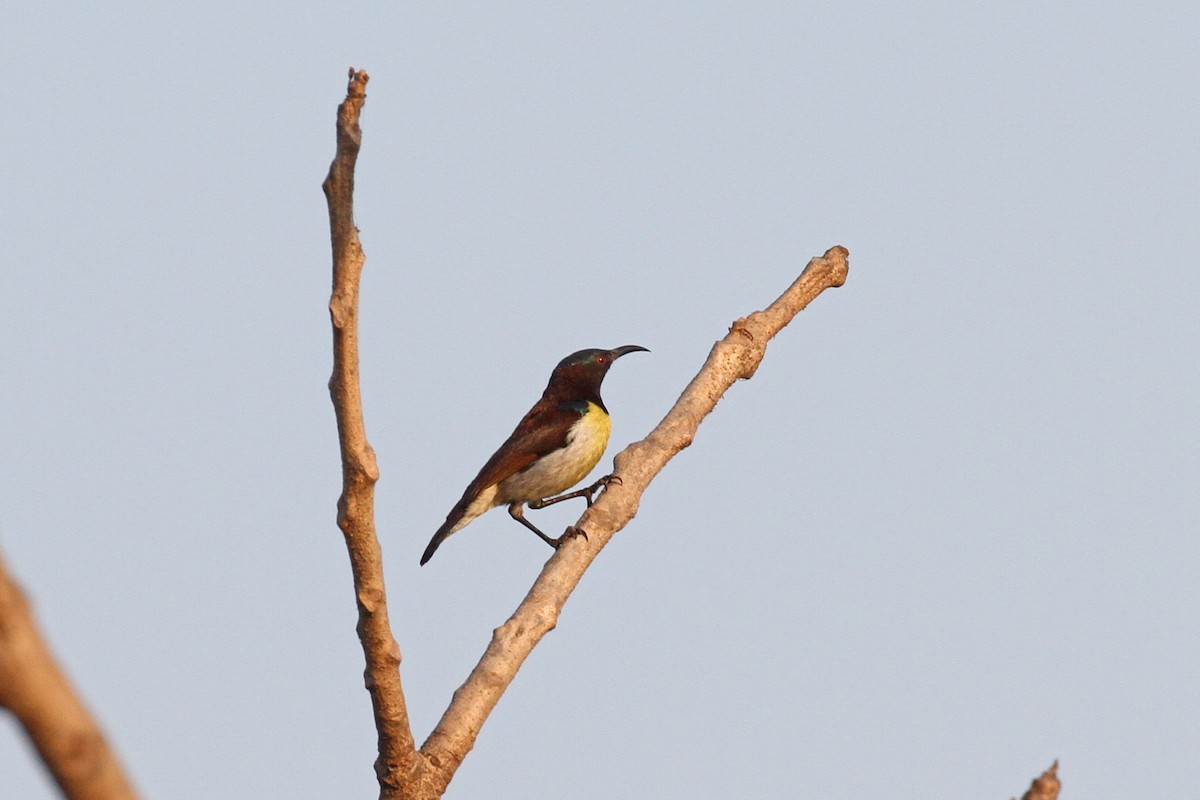 Indiennektarvogel - ML200059201