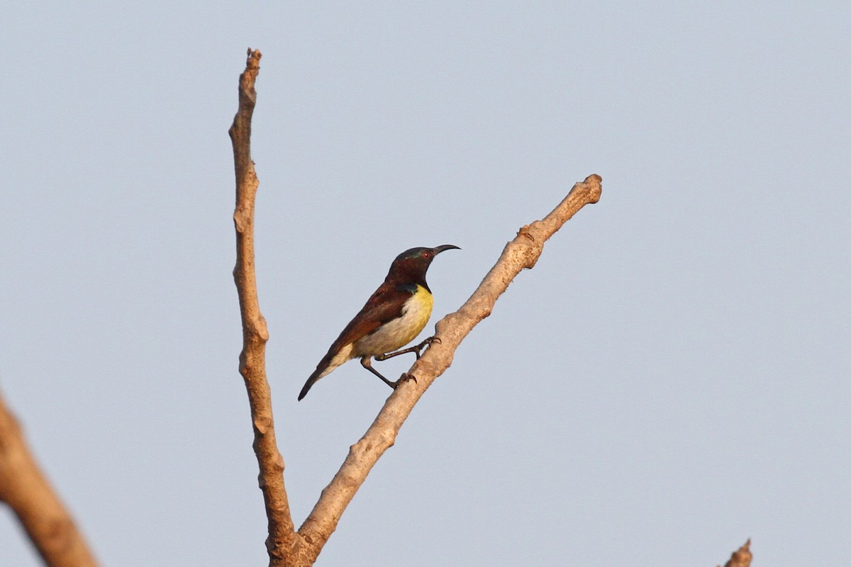 Purple-rumped Sunbird - ML200059201