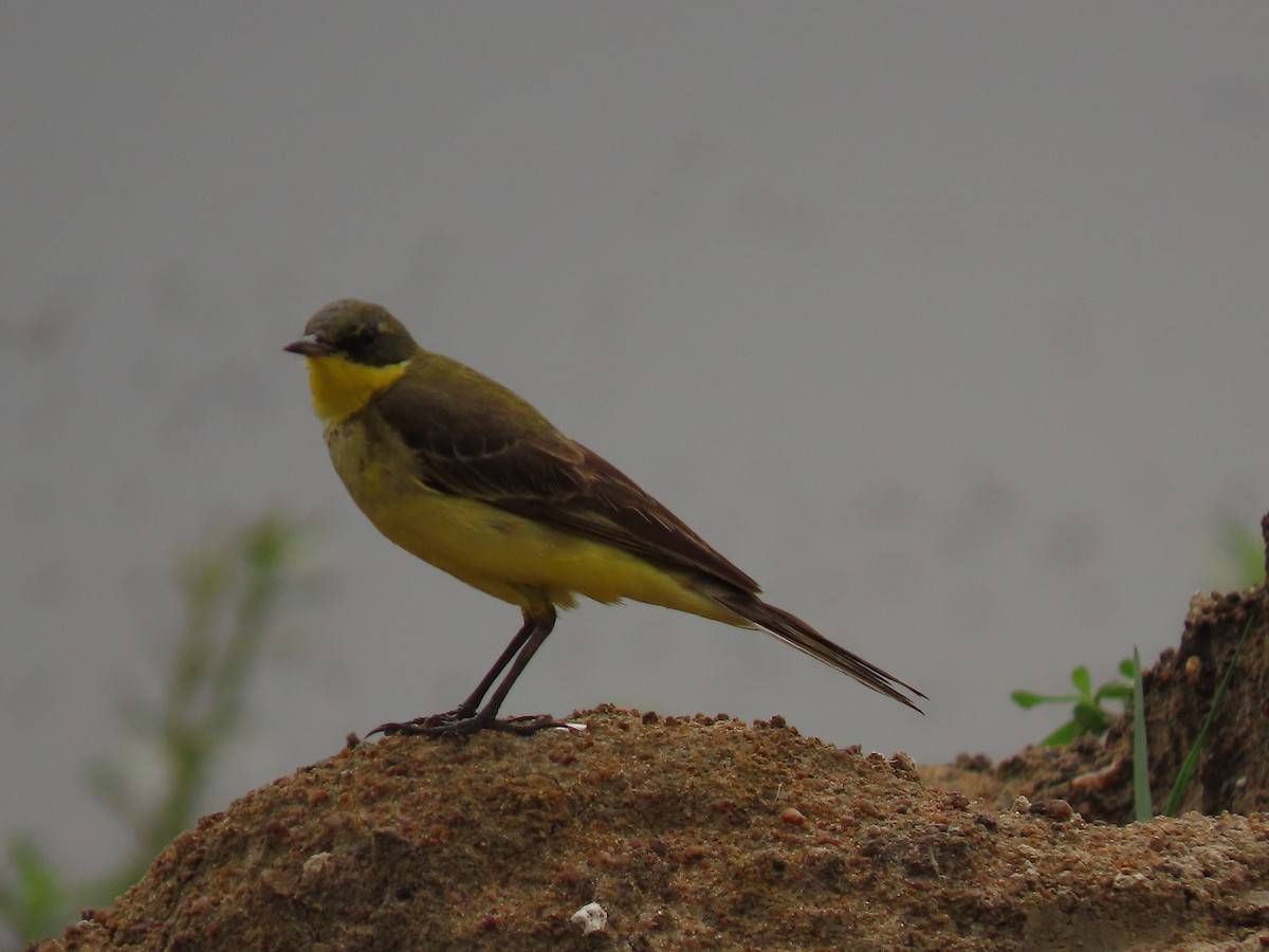 Western Yellow Wagtail - Sreekumar Chirukandoth