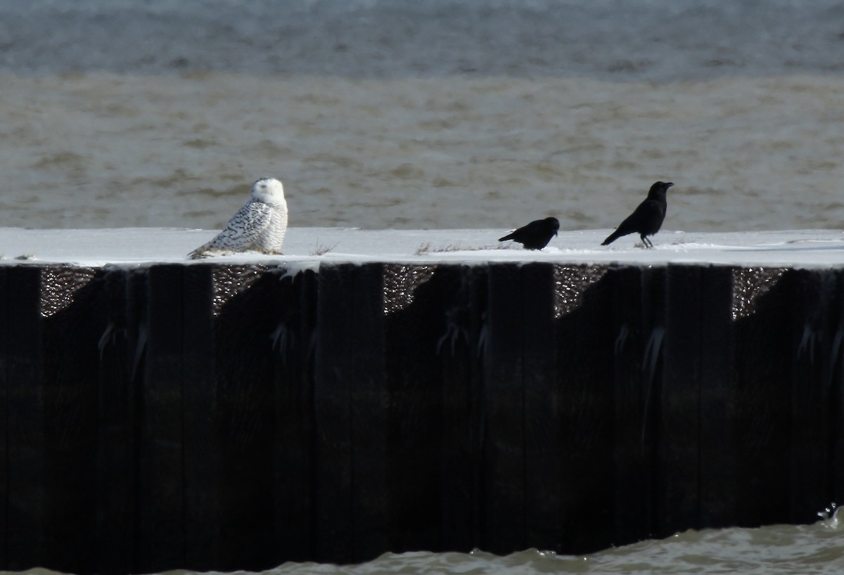 Snowy Owl - ML200061691