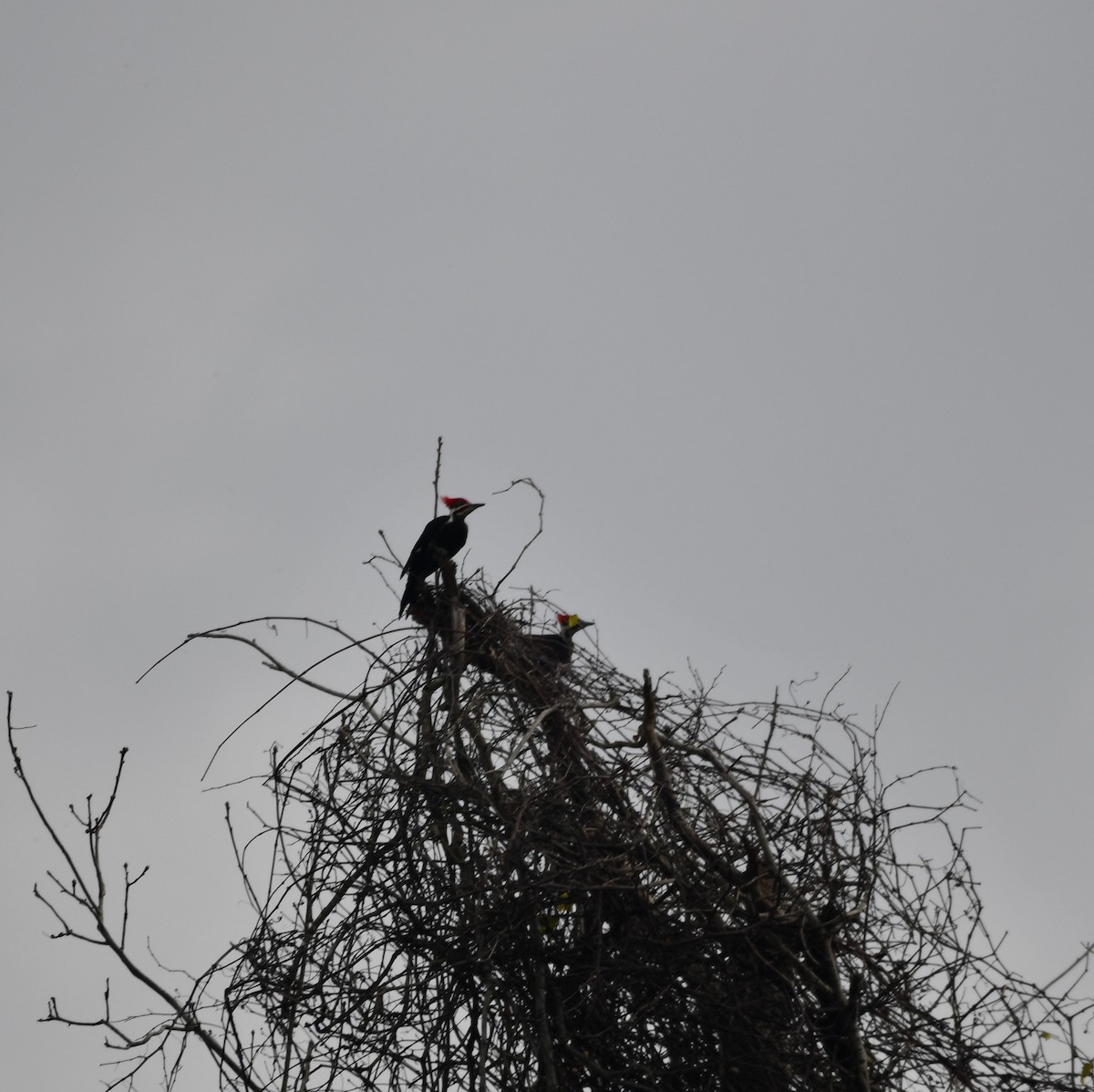 Pileated Woodpecker - Tom Book