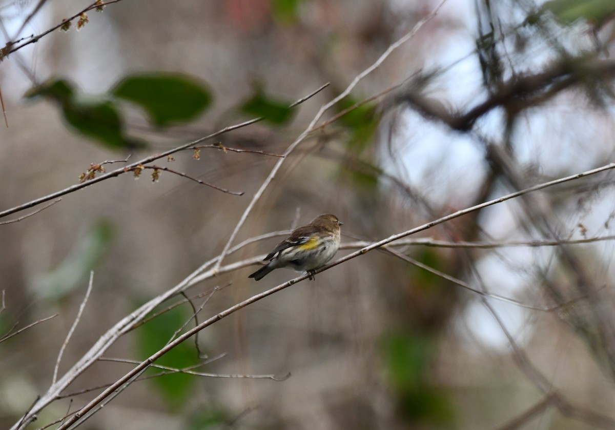 Yellow-rumped Warbler - Tom Book