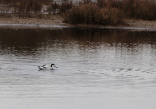 Pied Avocet - ML200064521