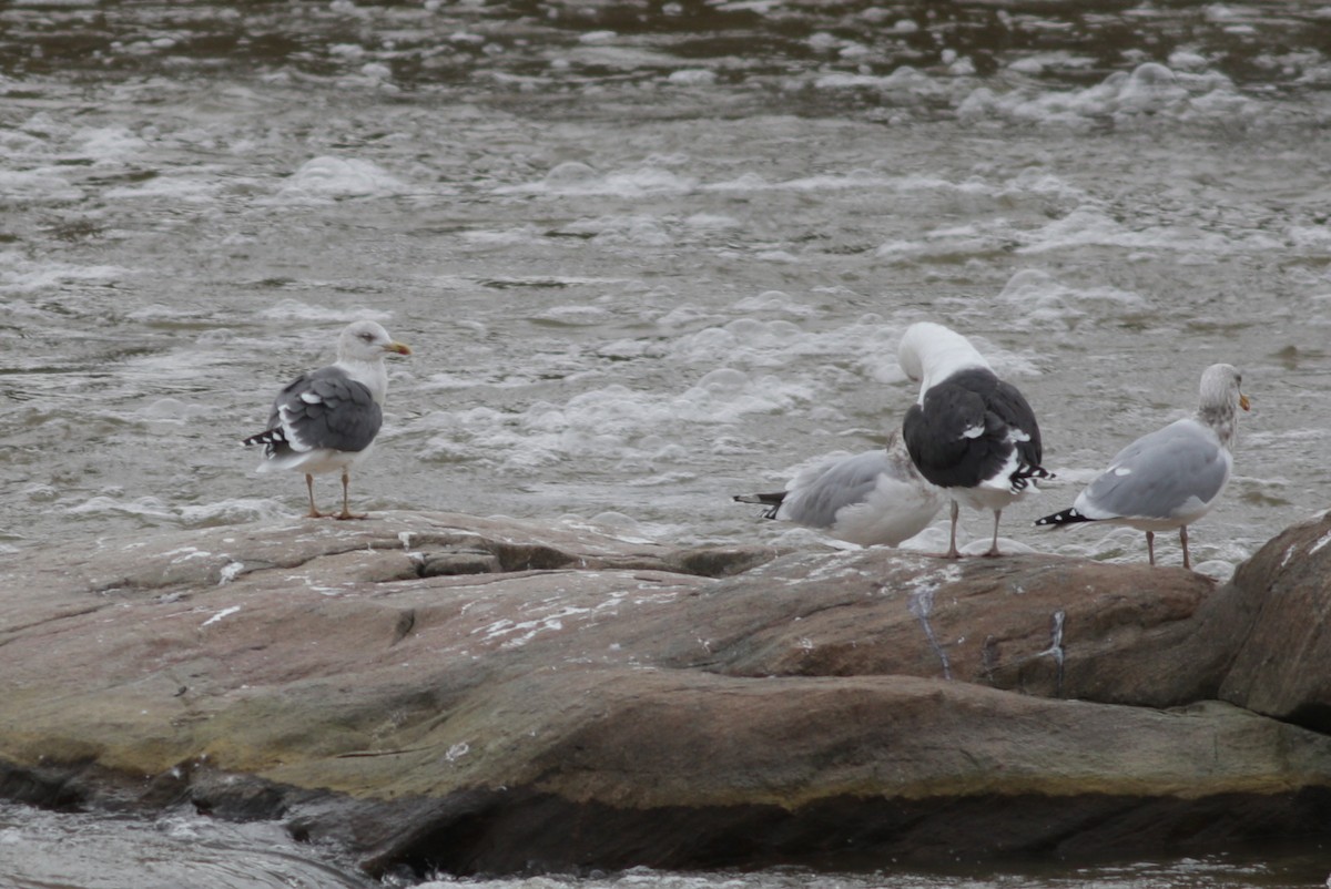Lesser Black-backed Gull - ML200065361