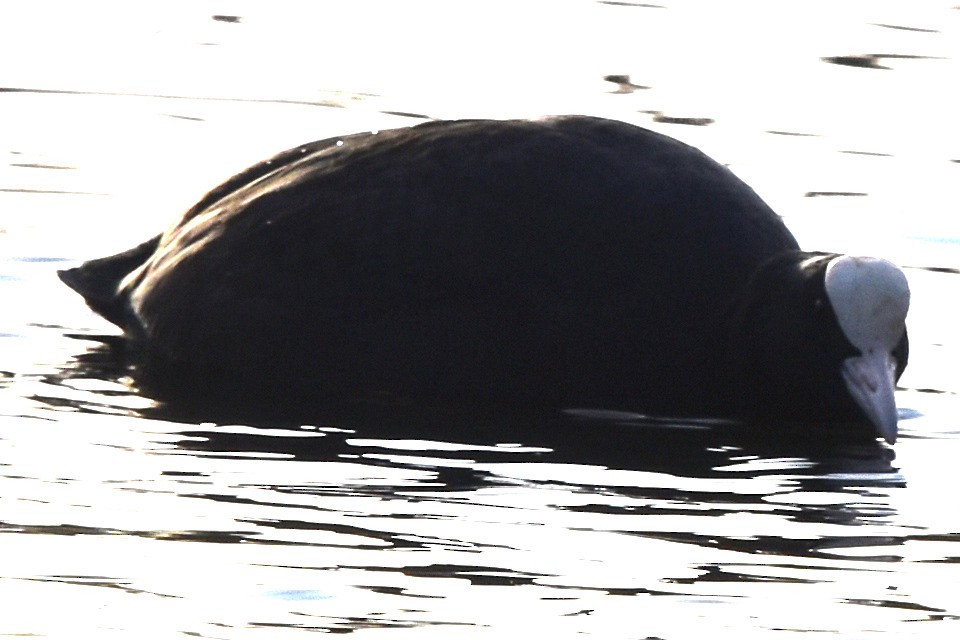 Eurasian Coot - ML200066171