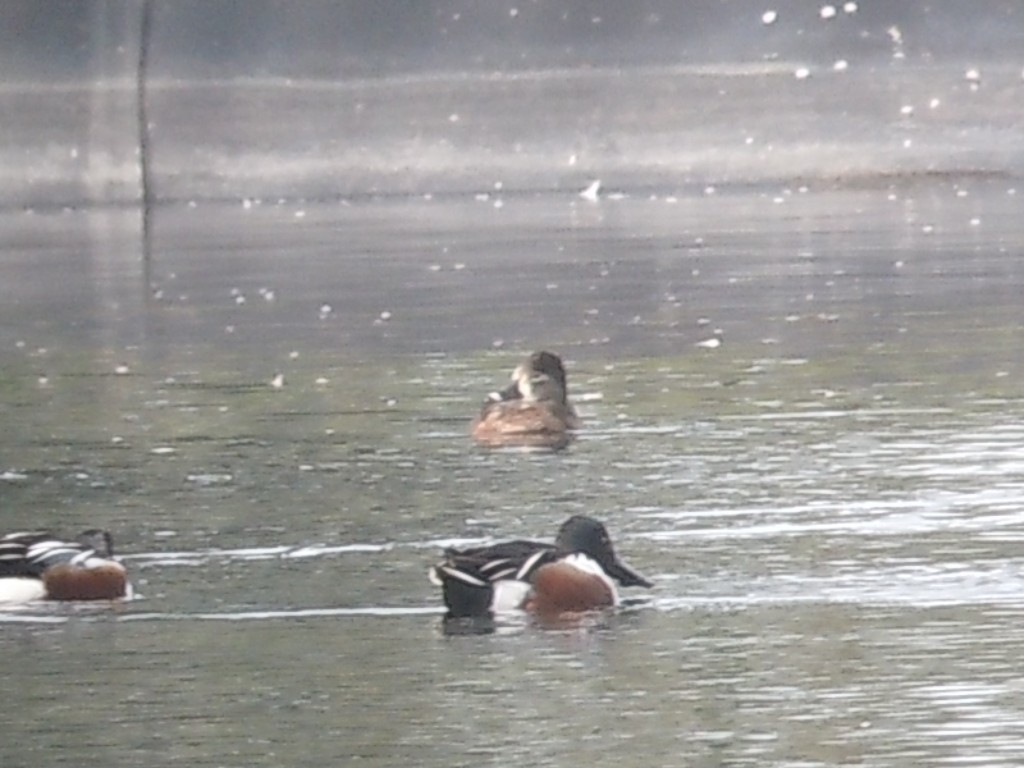 Ring-necked Duck - ML200067401