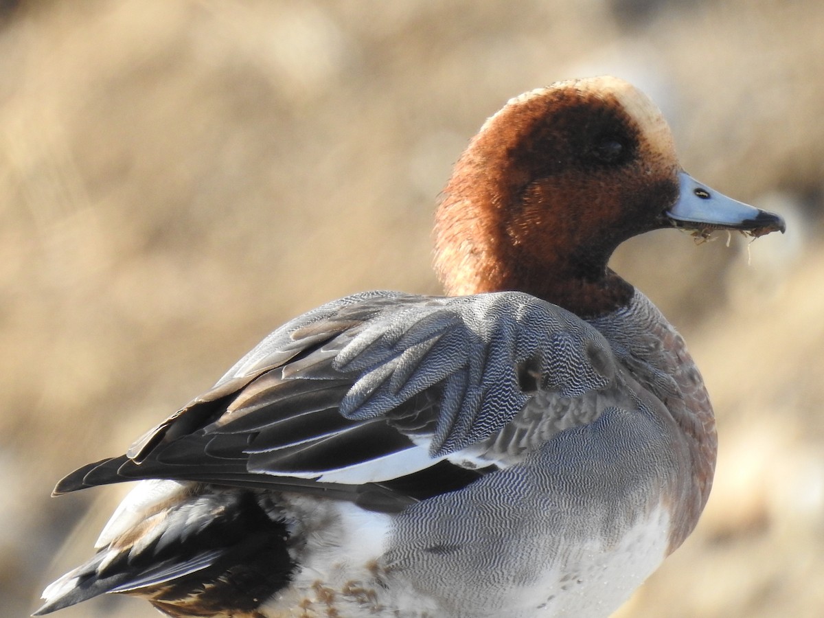 Eurasian Wigeon - JC Clancy