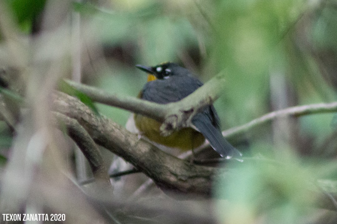 Fan-tailed Warbler - José Jair Texon Zanatta
