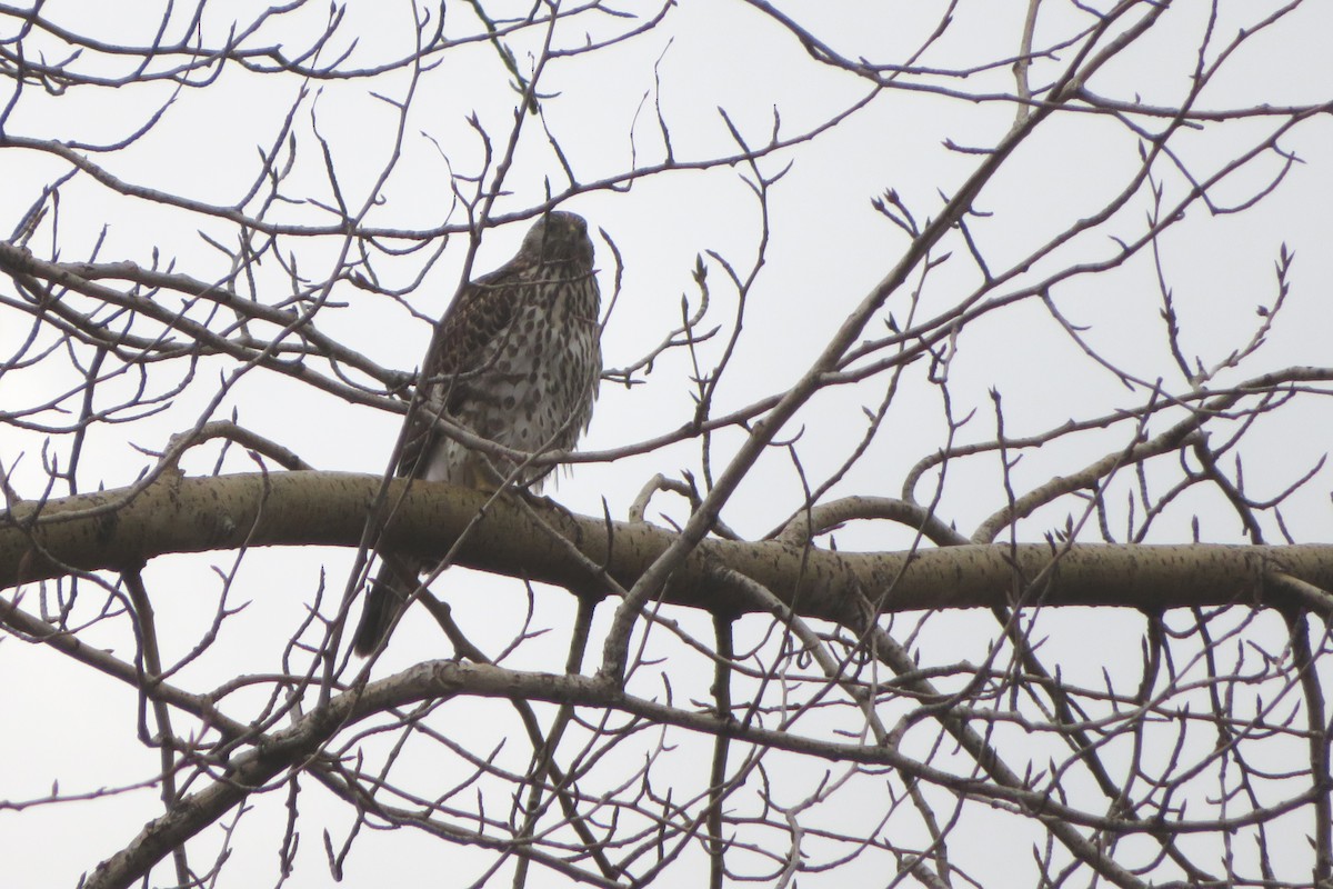 American Goshawk - ML200070951