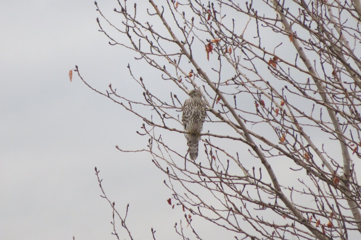 American Goshawk - ML200070971