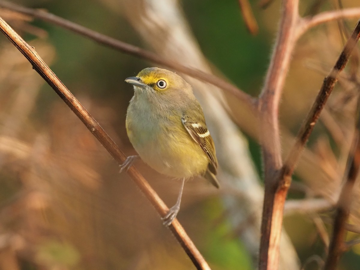 White-eyed Vireo (White-eyed) - Andrew Jacobson