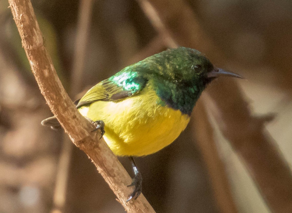 Collared Sunbird - ML200071661