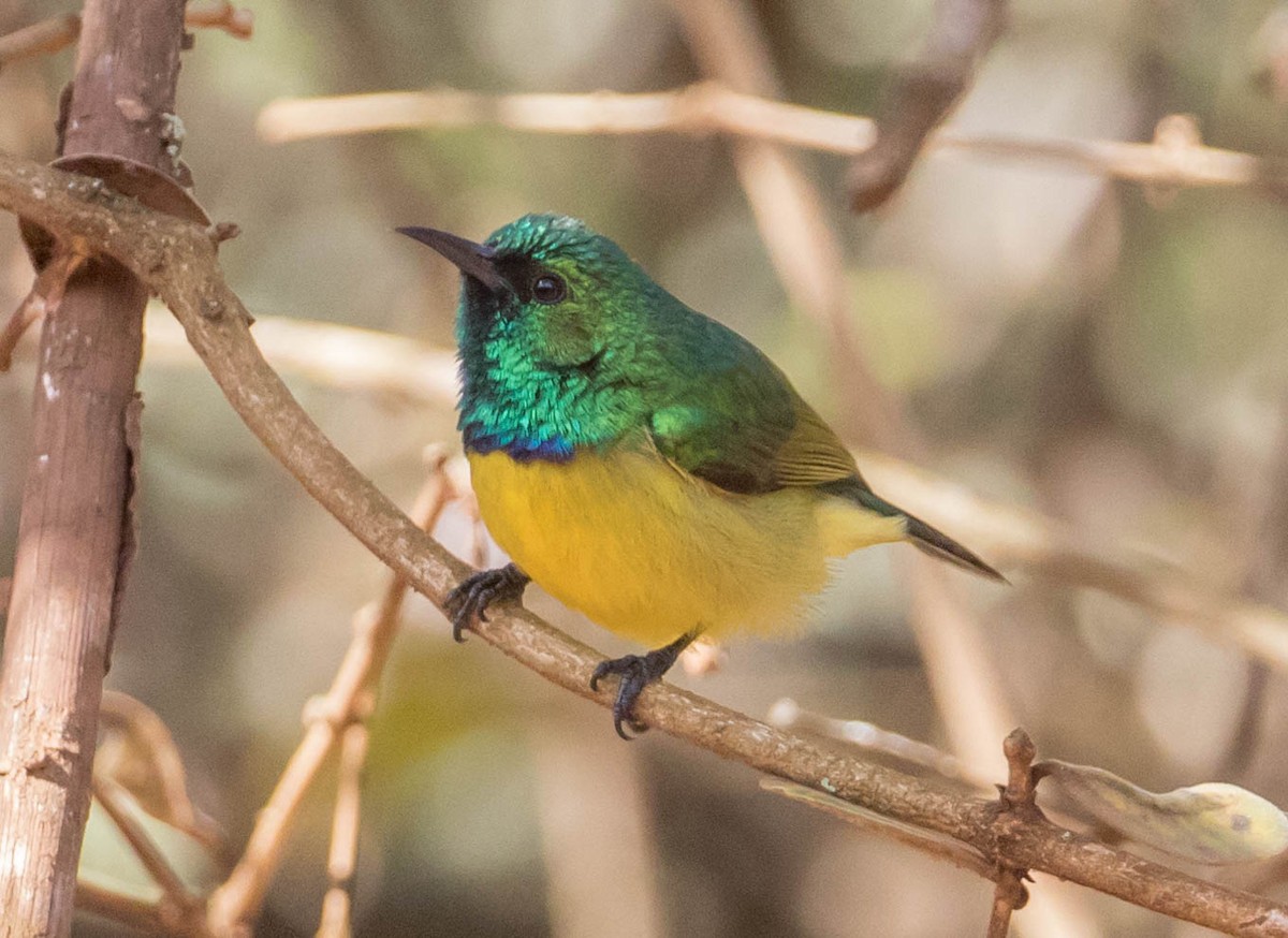 Collared Sunbird - ML200071681