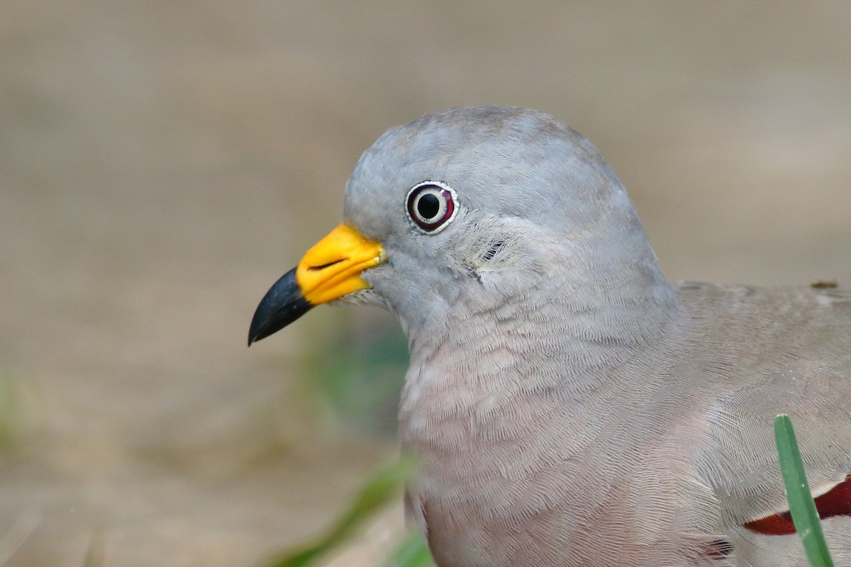 Croaking Ground Dove - ML200071891