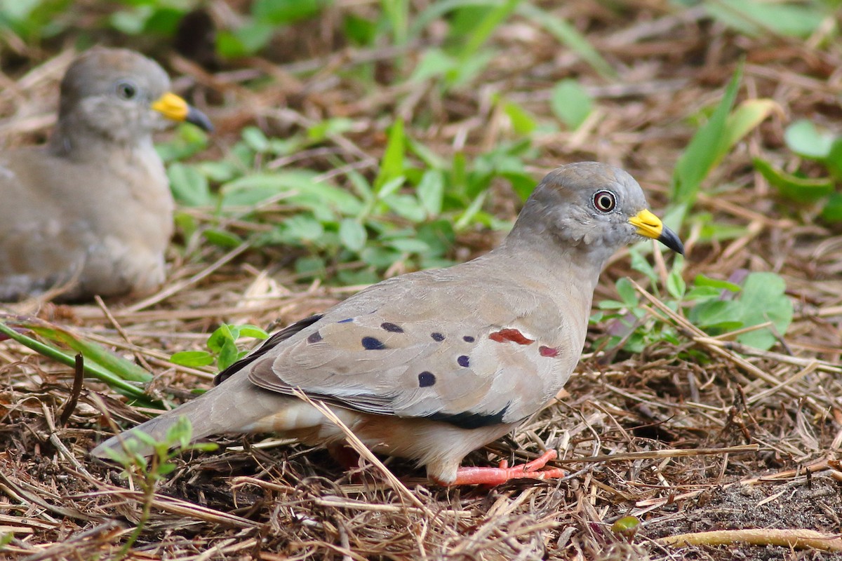 Croaking Ground Dove - Sean Williams